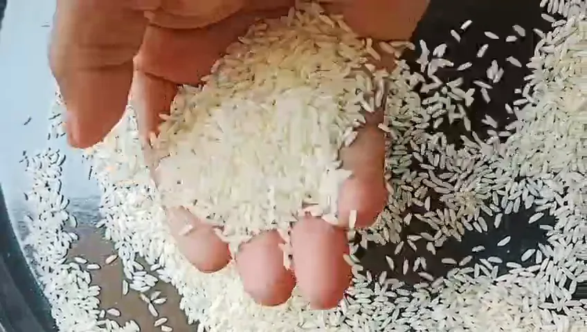 Sona Masoori rice grains being checked by hand